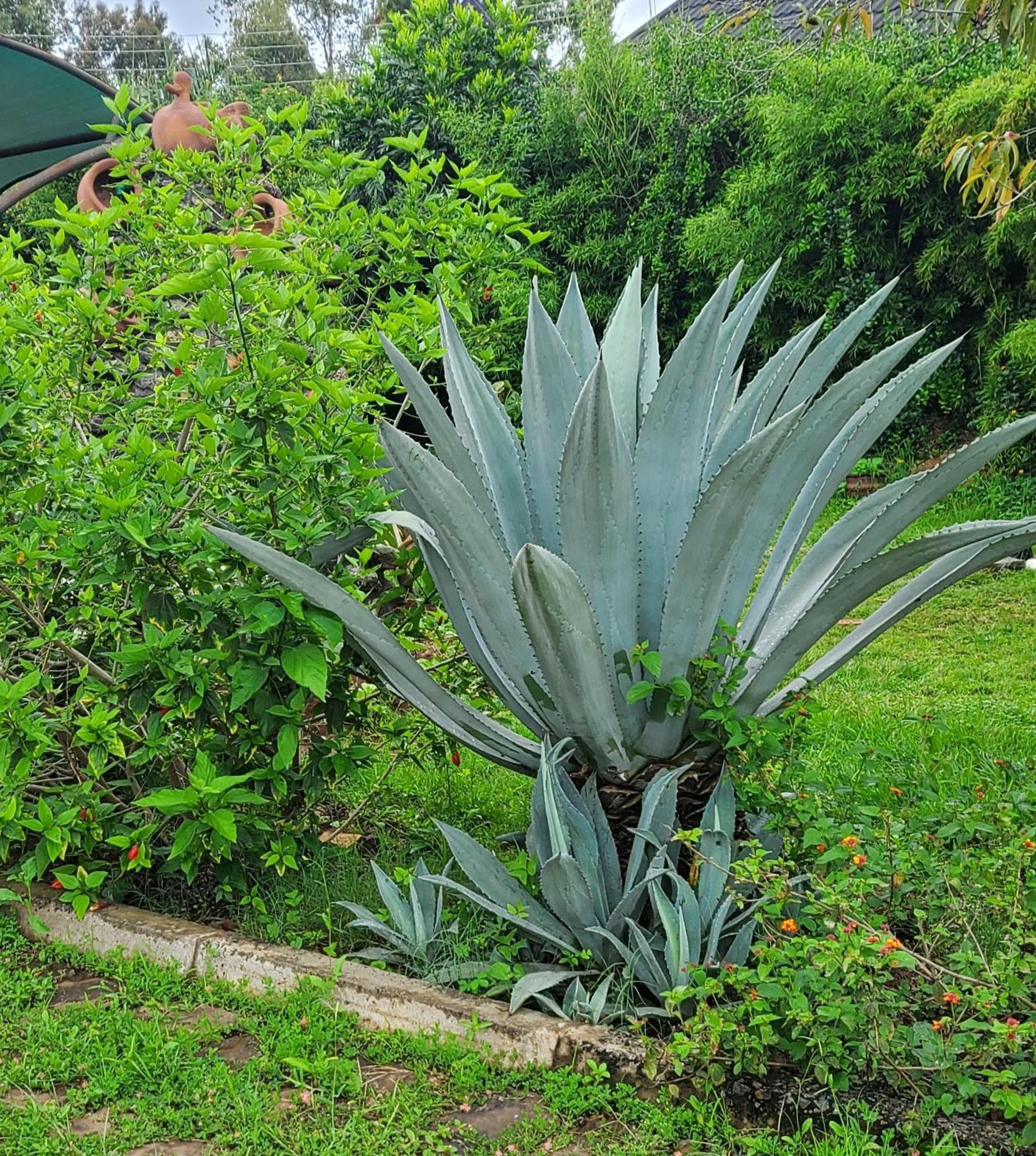 Edaala Comfort - B&B Nairobi Exteriér fotografie